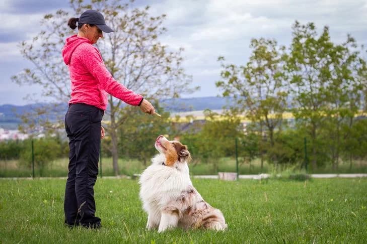 Puppy Confidence Training Phoenix AZ