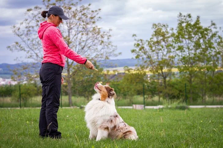 Puppy Confidence Training Phoenix AZ